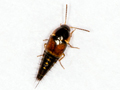 Tachyporus hypnorum